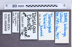 Etikette zu Tarsalgus tibialis (NHMW-ZOO-COL-0008499)
